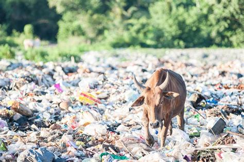 Image result for Waste Problem Farm Animals