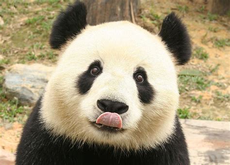 “猫脸”识别技术来了！野生大熊猫面部已被成功“认出”__财经头条