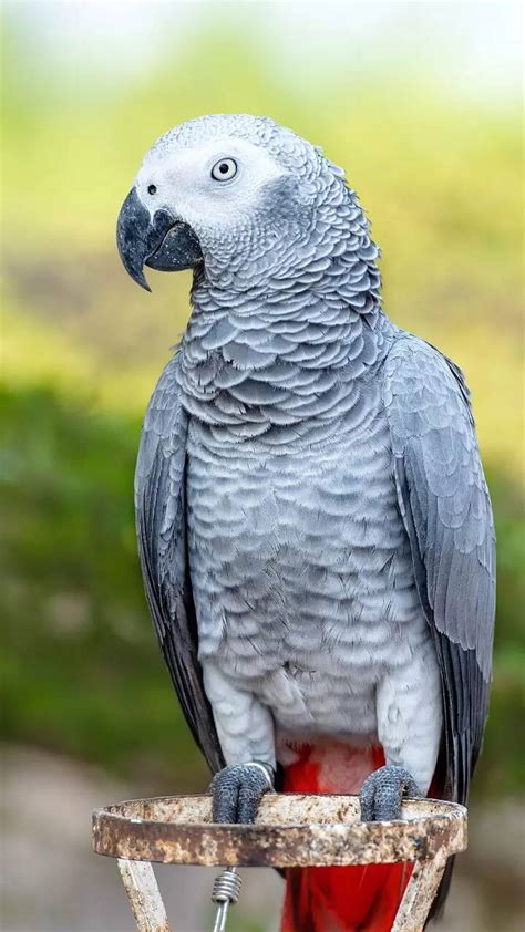 10 things to know before getting an African Grey Parrot as pet