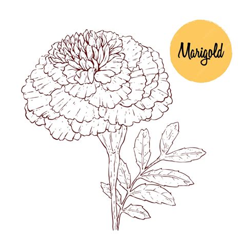 Premium Vector | Beautiful marigold flower illustration vector. hand ...