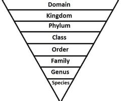 Image result for Classification System GCSE