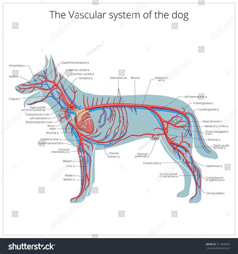 30 vetores de Dog veins Vetores, imagens e arte vetorial stock ...