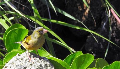Ogasawara-Grünfink vom Aussterben bedroht – Inselbewohner wollen ...