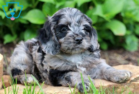 Image result for Gray Cockapoo