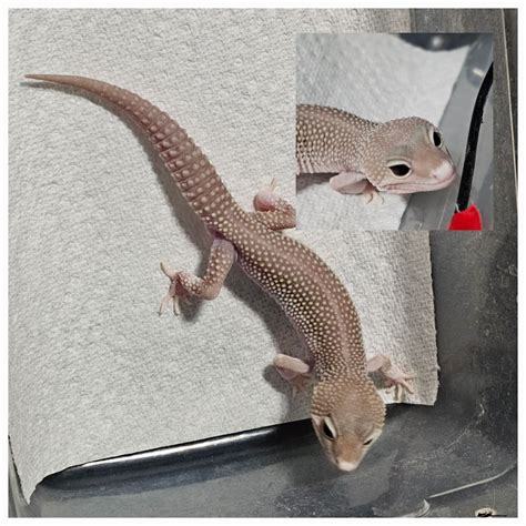 Blizzard Eclipse Leopard Gecko by Ace's Reptile Emporium - MorphMarket