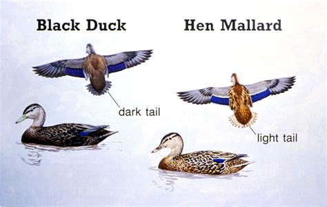 Black Duck Hen