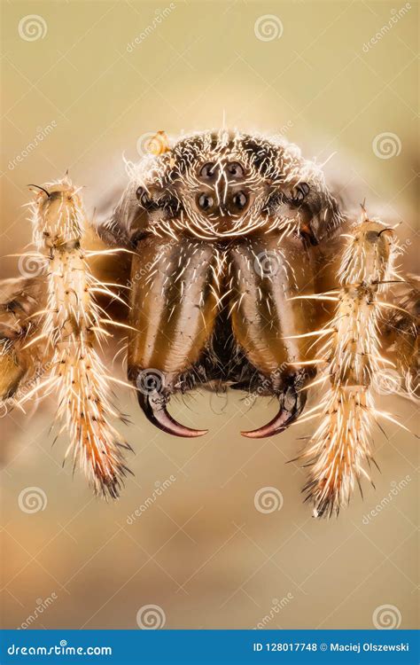 European Garden Spider, Diadem Spider, Cross Spider, Crowned Orb Weaver ...