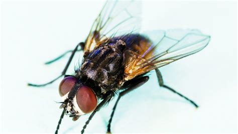 Habitat Of Housefly