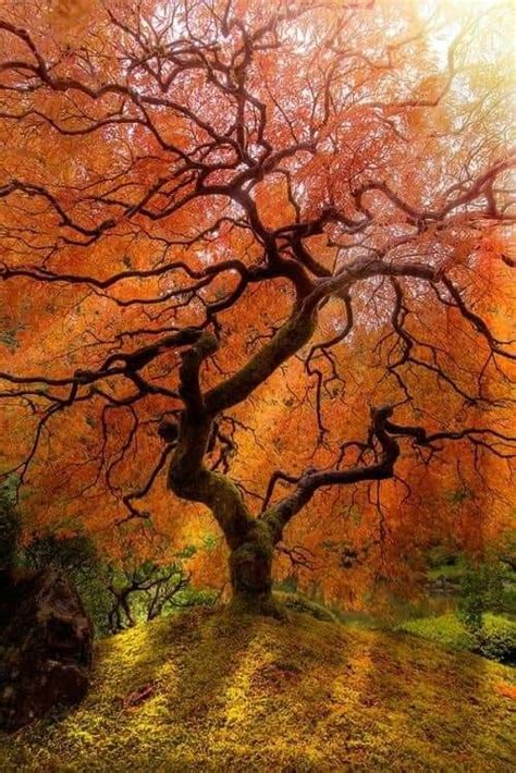 Image result for Maple Trees Exploding