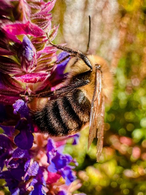 8mm kidney stone : r/MacroPorn