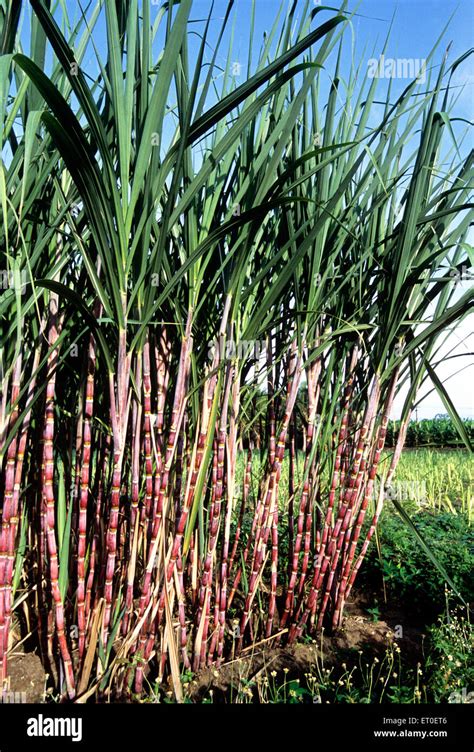 Sugar Cane Farm Minecraft Java 的图像结果