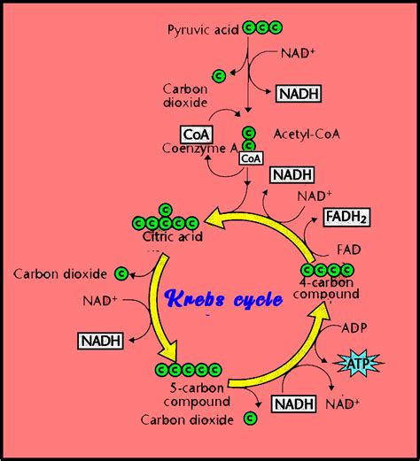 Krebs Cycle Diagram Mitochondria