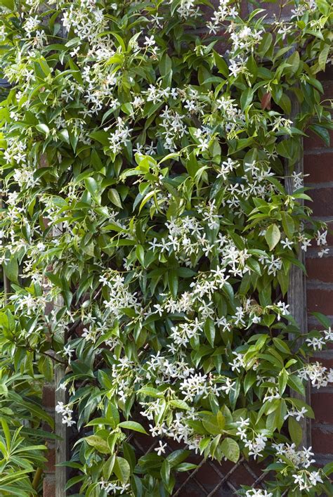 10 fast climbing flowering vines for your garden – Artofit
