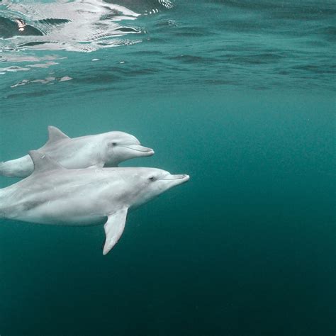 How Do Dolphins Mate