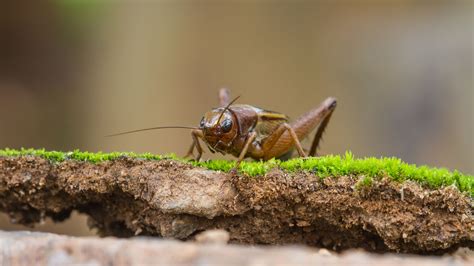 How Do Crickets Make Noise - A cute, educational look at the method and ...