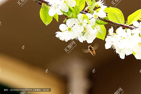 蜜蜂采花摄影图__昆虫_生物世界_摄影图库_昵图网nipic.com