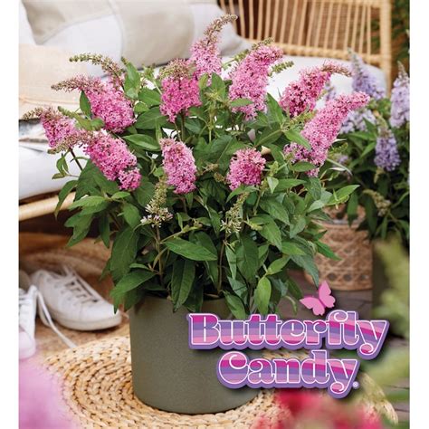 Flowerwood Pink Little Taffy Butterfly Bush Flowering Shrub in 2.5 ...