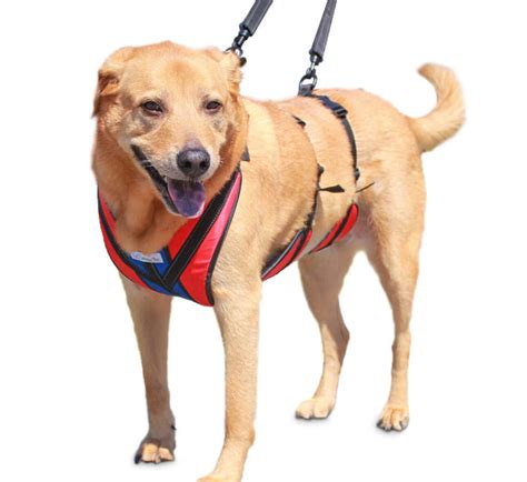 Walkin' Pets Lift-n-Step Dog Harness – Oliver Pet Care Solutions Pvt Ltd