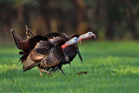 Hunting and Nesting Phenology Influence Gobbling of Wild Turkeys - Wild ...