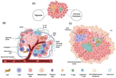 Bridging Immune Evasion and Vascular Dynamics for Novel Therapeutic ...