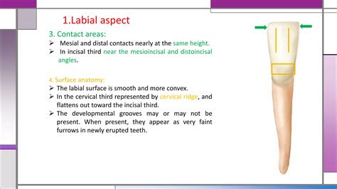 Mandibular central & lateral incisors | PPTX
