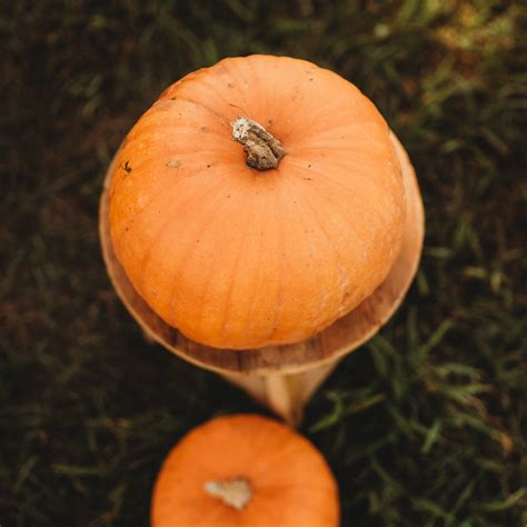 Montana Jack Pumpkin - Thresh Seed Co.