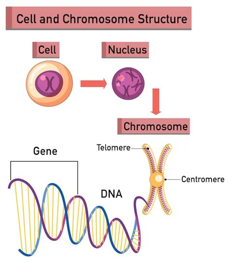 Images de Sequence Chromosomes – Téléchargement gratuit sur Freepik