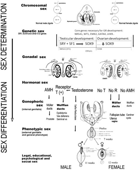 Disorders of Sex Development: Classification, Review, and Impact on Fertility