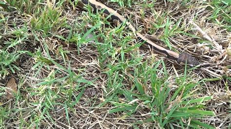 Image result for Using Legs Like Python's