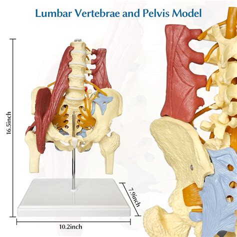 JNMFTD Human Lumbar Spine Bone Model, Female Pelvis Model India | Ubuy