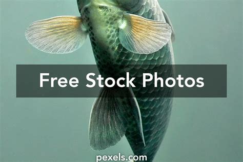 Fish Color Coding 的图像结果