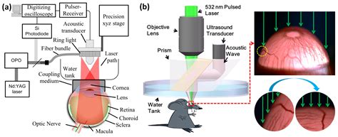 Photoacoustic Ophthalmoscopy: Principle, Application, and Future Directions