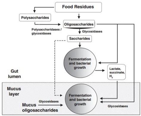 Figure 2. Mechanism whereby dietary substrates become available for ...