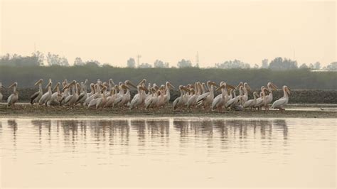Soor Sarovar bird sanctuary in peril