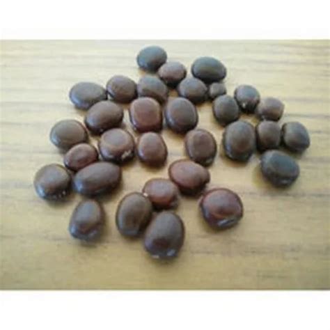 Tree Seeds - Ficus Religiosa Seed Trader - Retailer from Chikkaballapur