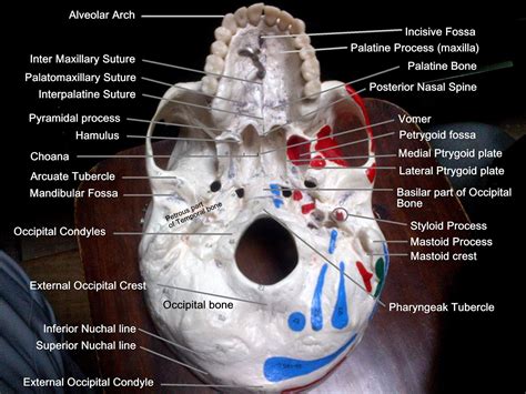 Anatomy Made Easy : Inferior View Of The Skull