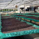 Iceberg Naturals I Riverdale Estate Coffee