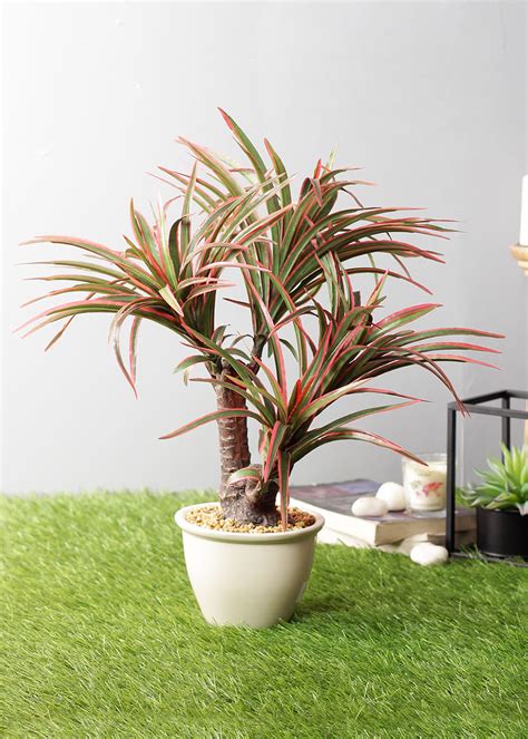 Get Artificial Red Green Yucca Plant with White Ceramic Pot at ₹ 2005 ...
