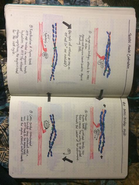 Crossbridge Model of Muscle Contraction 的图像结果
