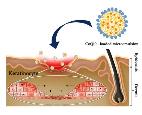 Topical Delivery of Coenzyme Q10-Loaded Microemulsion for Skin Regeneration
