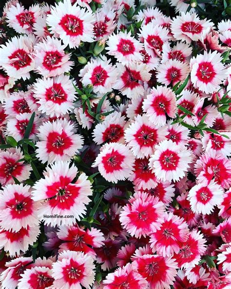 7 Stunning White Flower with Purple Center ~ Homifine.com