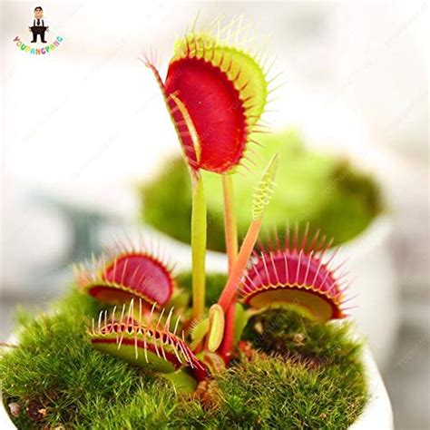 75 Pcs Insectivorous Dionaea Muscipula Clip Flytrap Seeds S Carnivorous ...