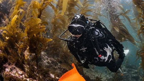 Cold Water Diving: An Exhilarating Challenge For Adventurous Divers ...