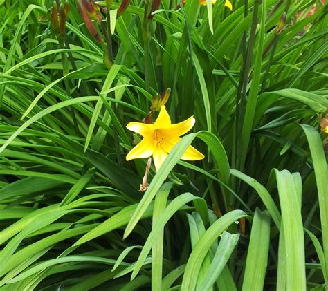 Hemerocallis dumortieri - 小萱草 xiao xuan cao | Hortus Botanicus Leiden ...