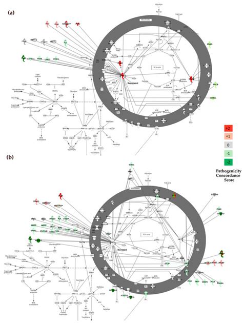 Mitochondrial and Nuclear DNA Variants in Amyotrophic Lateral Sclerosis ...