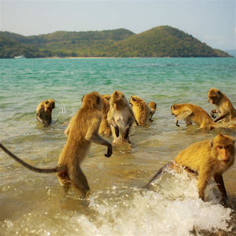 MONKEY ISLAND - All You Need to Know BEFORE You Go 2026 (with Photos ...