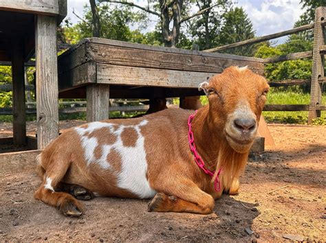 How Long Does Goat Live