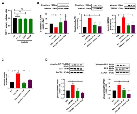 KITLG Promotes Glomerular Endothelial Cell Injury in Diabetic ...