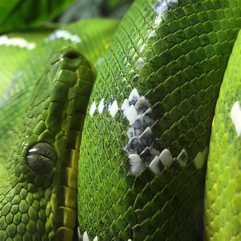 Debunking Myths About Bats, Spiders & Snakes: Webinar Now Available On-Demand - PRINCETON HYDRO