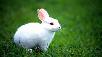 Image result for Rabbit with Babies